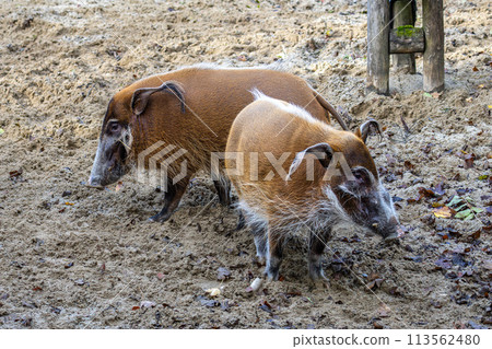 Red river hog, Potamochoerus porcus, also known as the bush pig. 113562480