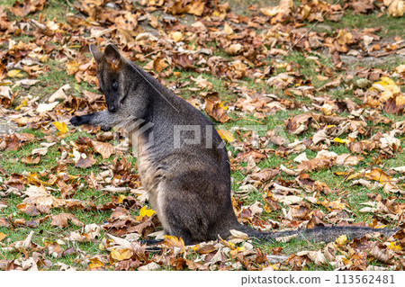 Swamp Wallaby, Wallabia bicolor, is one of the smaller kangaroos Swamp Wallaby, Wallabia bicolor, is one of the smaller kangaroos 113562481
