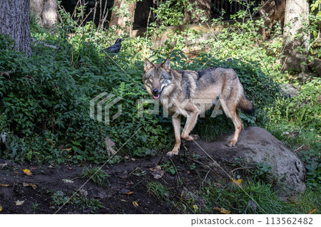 European Grey Wolf, Canis lupus in a german park European Grey Wolf, Canis lupus in a german park 113562482
