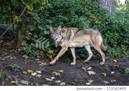 European Grey Wolf, Canis lupus in a german park European Grey Wolf, Canis lupus in a german park 113562483