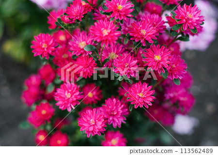 Pink colorful flowers of the Chinese Aster Troubadour with yellow centers in the garden Pink colorful flowers of the Chinese Aster Troubadour with yellow centers in the garden 113562489