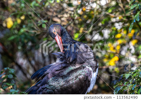Black stork, Ciconia nigra in a german nature park 113562490