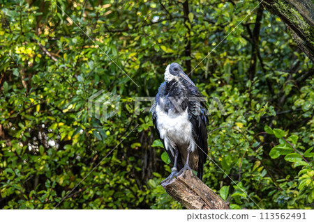The Straw-necked Ibis, Threskiornis spinicollis is a bird of the ibis family 113562491