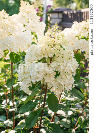 White inflorescences of paniculate hydrangea Vanilla Frise in the garden 113562500
