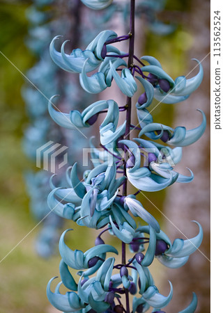 玉藤02_拍攝於2024年3月 玉藤02_拍攝於2024年3月 113562524