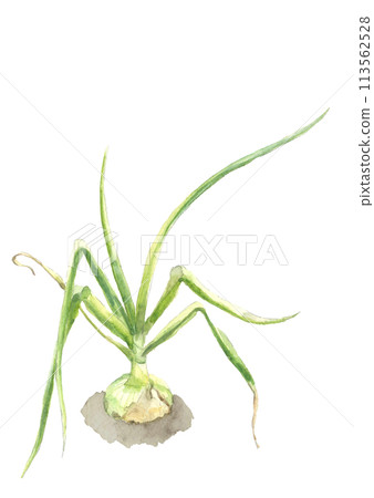 新收穫的洋蔥畫水彩插圖[手繪]白色背景透明背景複製空間可用 113562528