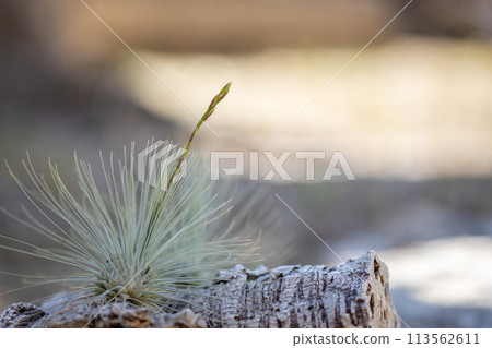 鉤花花序 113562611