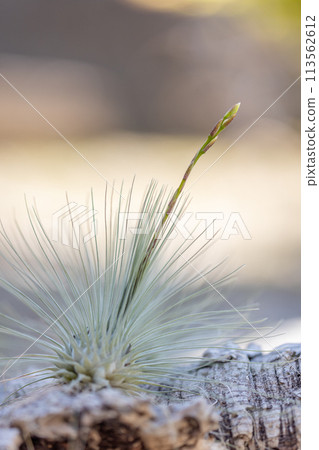 鉤花花序 113562612
