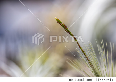 鉤花花序 113562613