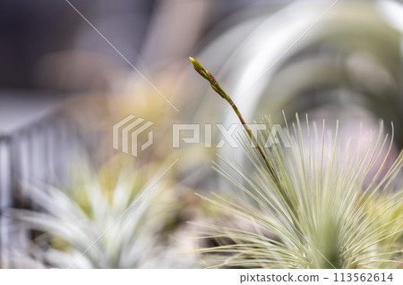 Hooksea inflorescence 113562614