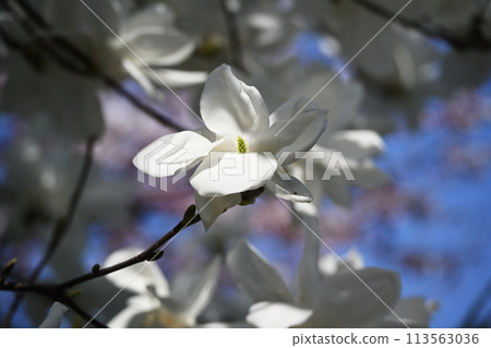 Magnolia flower Magnolia flower 113563036