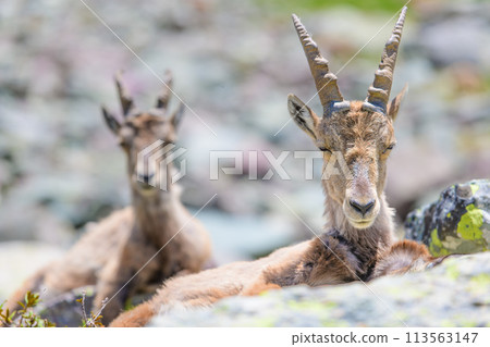 Ibexes rest on stones Ibexes rest on stones 113563147