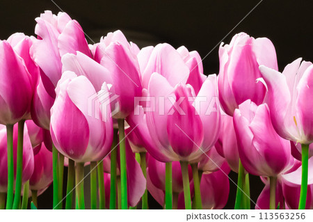 Tulip flower 113563256