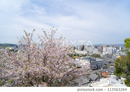 阿智神社（倉敷）的櫻花 113563264