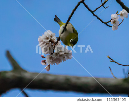 A Japanese white-eye enjoying the nectar of cherry blossoms A Japanese white-eye enjoying the nectar of cherry blossoms 113563405