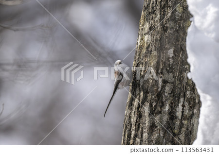 Shimaenaga perching on a tree 113563431