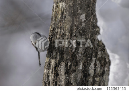 Shimaenaga perching on a tree 113563433