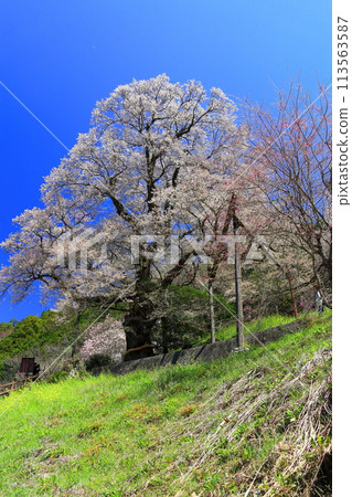 [Kochi Prefecture] Gourd cherry blossoms and rape blossoms 113563587