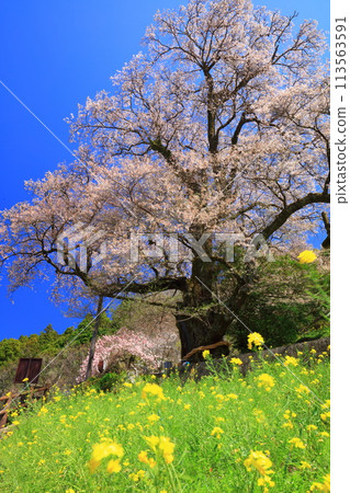 [Kochi Prefecture] Gourd cherry blossoms and rape blossoms 113563591