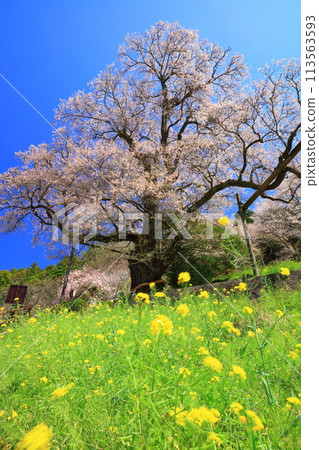 [高知縣] 葫蘆櫻花與油菜花 113563593
