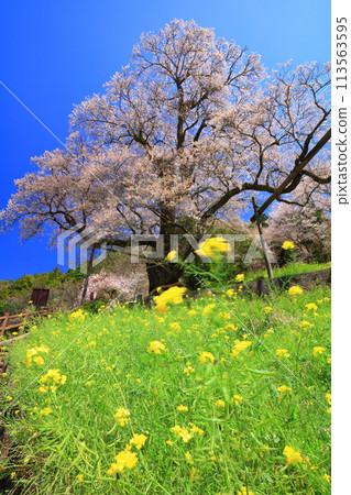 [高知縣] 葫蘆櫻花與油菜花 113563595