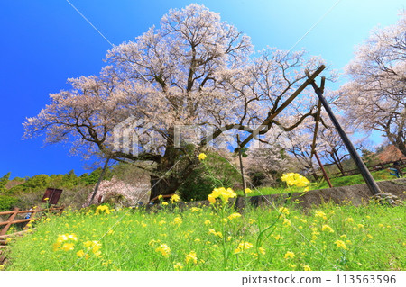 [高知縣] 葫蘆櫻花與油菜花 113563596