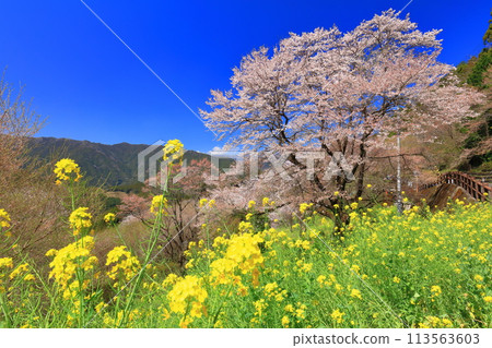 [高知縣] 葫蘆櫻花與油菜花 113563603