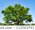 Japanese green maple tree 113563791