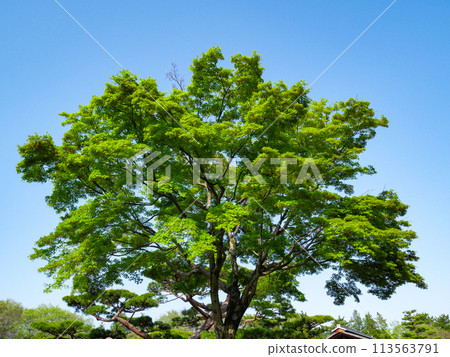 Japanese green maple tree Japanese green maple tree 113563791