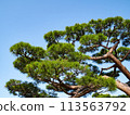 Japanese pine tree 113563792