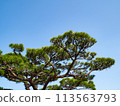 Japanese pine tree 113563793