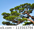 Japanese pine tree 113563794