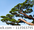 Japanese pine tree 113563795