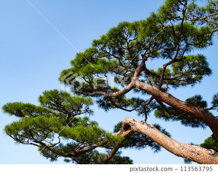 Japanese pine tree Japanese pine tree 113563795