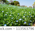 A field of nemophila 113563796