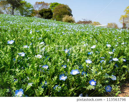 A field of nemophila A field of nemophila 113563796