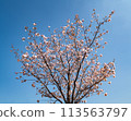 Japanese cherry tree 113563797