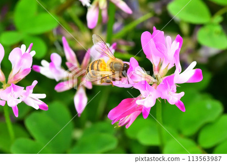 Range and honey bees 113563987