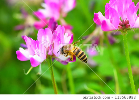 Range and honey bees Range and honey bees 113563988