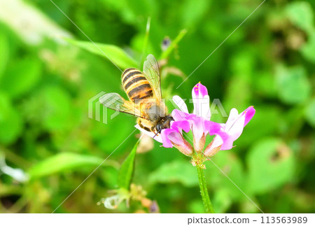 Range and honey bees Range and honey bees 113563989