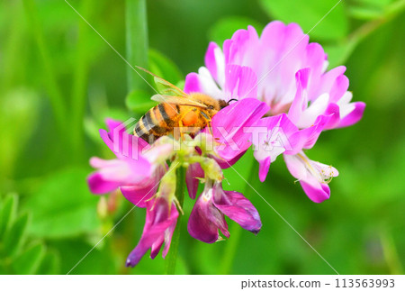 Range and honey bees Range and honey bees 113563993