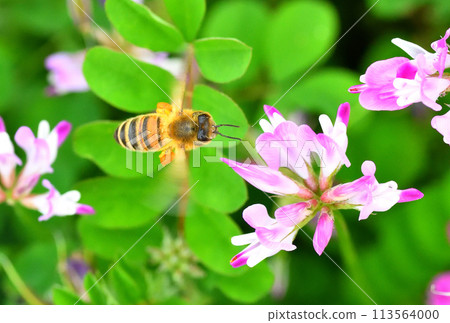 Range and honey bees 113564000