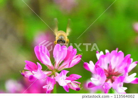 Range and honey bees Range and honey bees 113564002