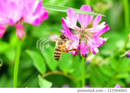 Range and honey bees Range and honey bees 113564003