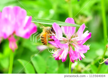 範圍和蜜蜂 113564004