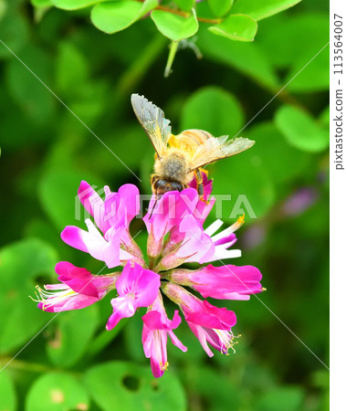 Range and honey bees 113564007