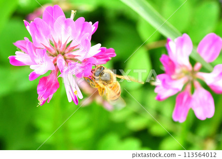 Range and honey bees Range and honey bees 113564012