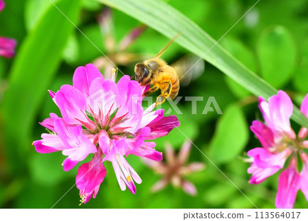 範圍和蜜蜂 113564017