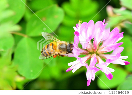 範圍和蜜蜂 113564019