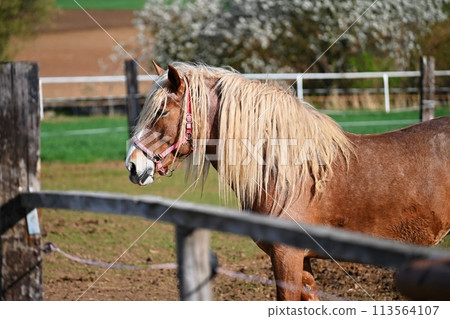 Beautiful horses in a corral on a farm in spring time. Breed - Hafling. Beautiful horses in a corral on a farm in spring time. Breed - Hafling. 113564107